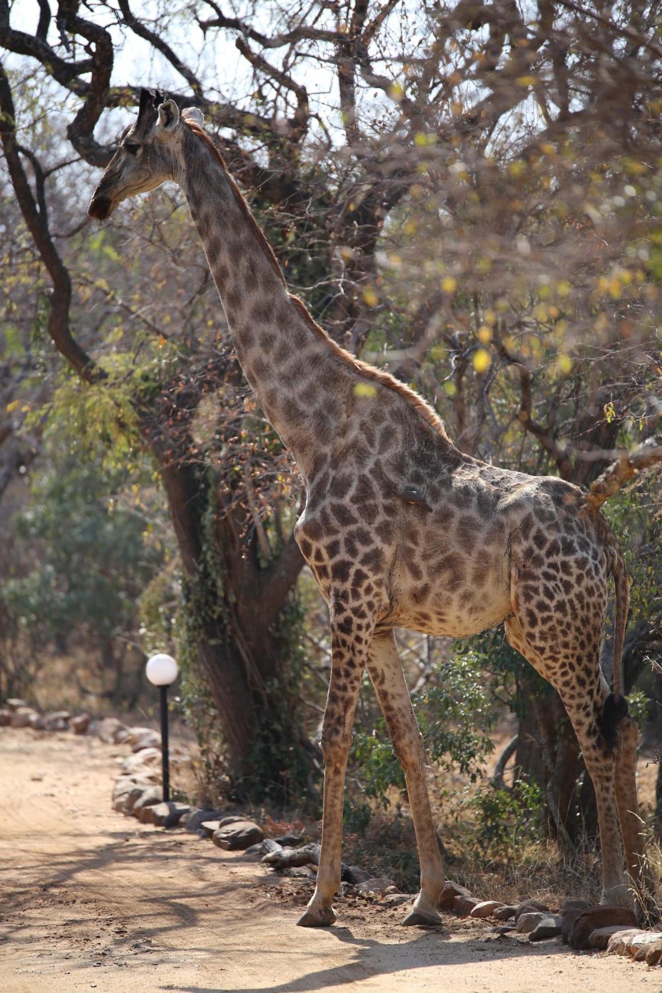 Bona Intaba Game Lodge Hoedspruit Exterior foto