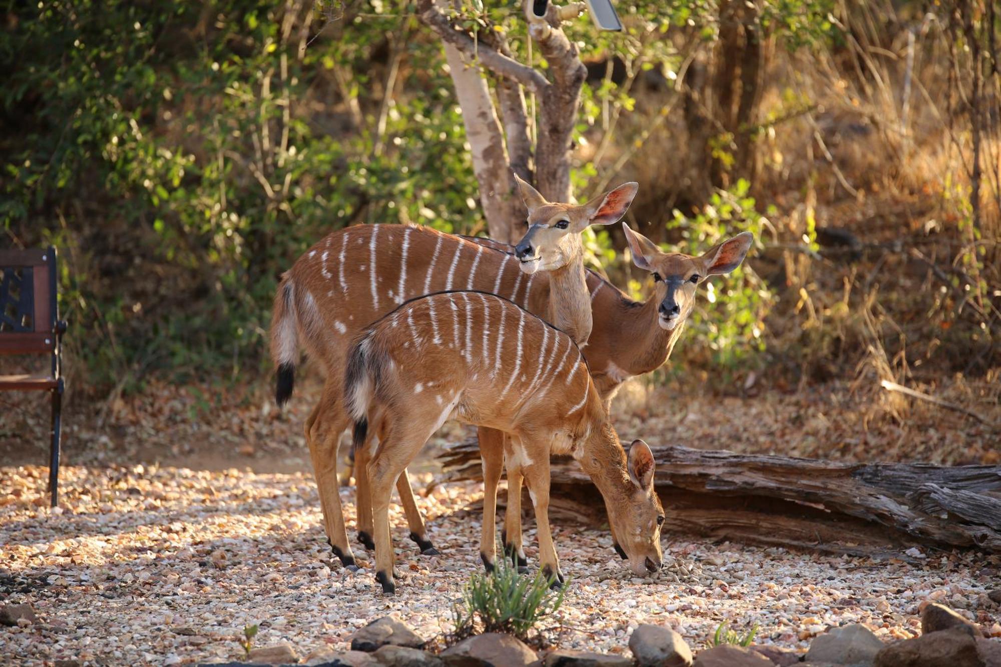 Bona Intaba Game Lodge Hoedspruit Exterior foto