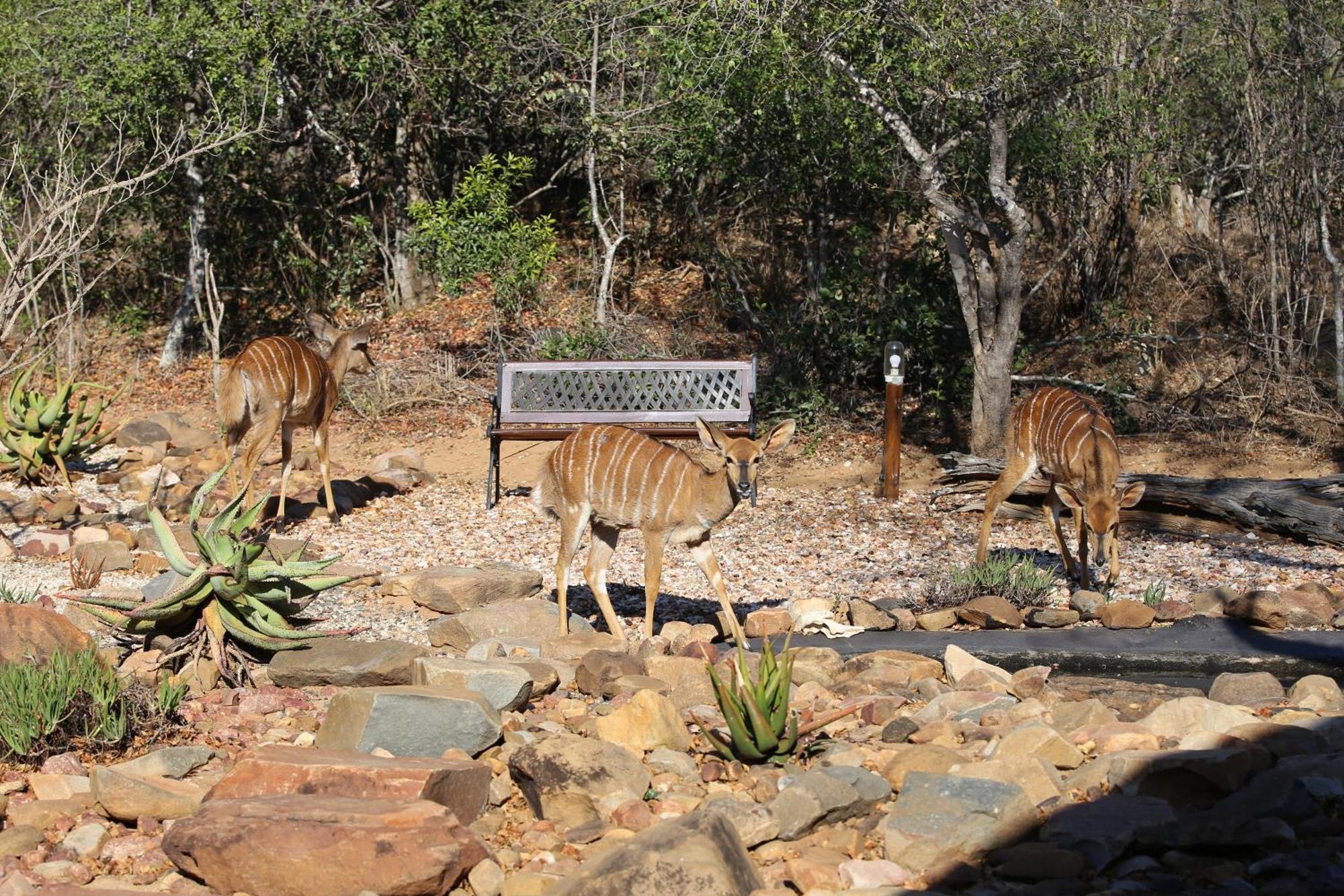 Bona Intaba Game Lodge Hoedspruit Exterior foto